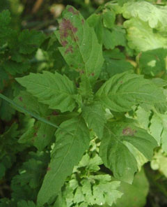 Chenopodium ambrosioides Mexican Tea