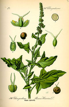 Chenopodium bonus-henricus Good King Henry Chenopodium bonus-henricus Good King Henry