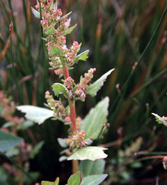 Chenopodium foliosum Leafy goosefoot Chenopodium foliosum Leafy goosefoot
