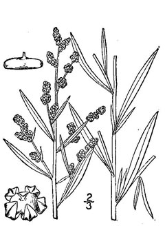 Chenopodium leptophyllum Narrow Leaved Goosefoot Chenopodium leptophyllum Narrow Leaved Goosefoot