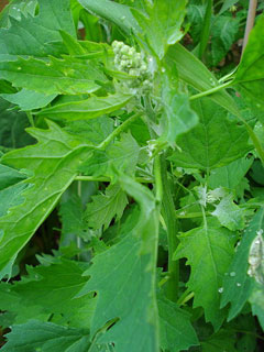 Chenopodium quinoa Quinoa, Goosefoot, Pigweed, Inca Wheat