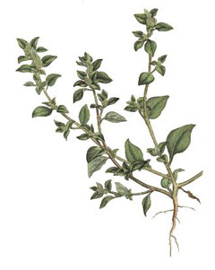 Chenopodium vulvaria Stinking Goosefoot. Arrach - Wormseed Chenopodium vulvaria Stinking Goosefoot. Arrach - Wormseed