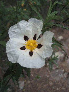 Cistus ladanifer Labdanum, Common gum cistus Cistus ladanifer Labdanum, Common gum cistus