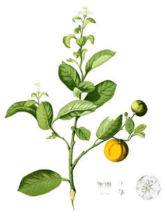 Citrofortunella microcarpa Calamondin Orange Citrofortunella microcarpa Calamondin Orange