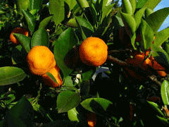 Citrofortunella microcarpa Calamondin Orange Citrofortunella microcarpa Calamondin Orange