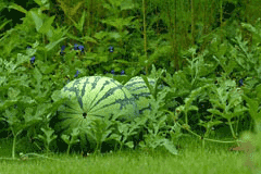 Citrullus lanatus Water Melon Citrullus lanatus Water Melon