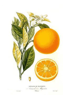 Citrus sinensis Sweet Orange Citrus sinensis Sweet Orange
