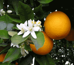 Citrus sinensis Sweet Orange Citrus sinensis Sweet Orange