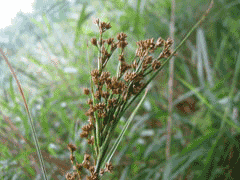 Cladium mariscus Saw Grass, Swamp sawgrass, Jamaica swamp sawgrass Cladium mariscus Saw Grass, Swamp sawgrass, Jamaica swamp sawgrass