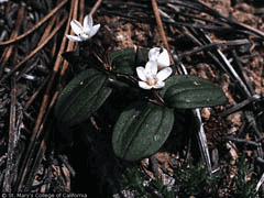 Claytonia umbellata Great Basin Spring Beauty Claytonia umbellata Great Basin Spring Beauty