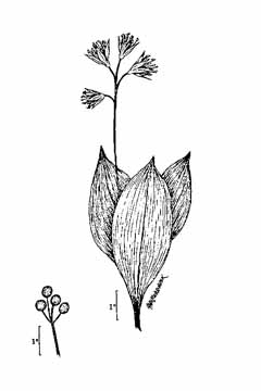 Clintonia borealis Bluebeard Clintonia borealis Bluebeard