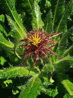 Cnicus benedictus Blessed Thistle Cnicus benedictus Blessed Thistle