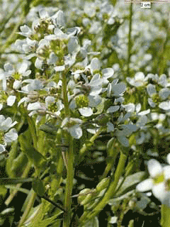 Cochlearia anglica Long Leaved Scurvy Grass