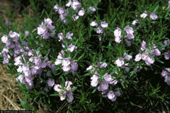 Conradina verticillata Cumberland Rosemary Conradina verticillata Cumberland Rosemary