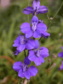 Consolida ambigua Larkspur, Doubtful knight