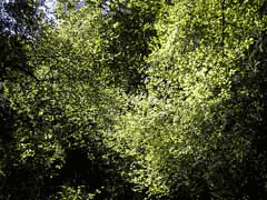 Coprosma rotundifolia Coprosma rotundifolia