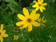 Coreopsis verticillata Whorled tickseed Coreopsis verticillata Whorled tickseed
