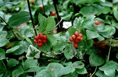 Cornus canadensis Creeping Dogwood, Bunchberry dogwood, Bunchberry Cornus canadensis Creeping Dogwood, Bunchberry dogwood, Bunchberry
