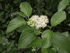 Cornus sericea Red Osier Dogwood, Western dogwood