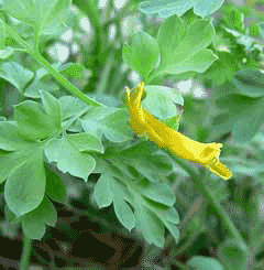 Corydalis aurea Scrambled Eggs Corydalis aurea Scrambled Eggs