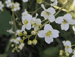 Crambe cordifolia Flowering sea kale Crambe cordifolia Flowering sea kale