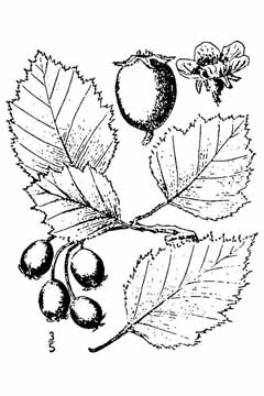 Crataegus anomala Arnold hawthorn