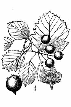 Crataegus durobrivensis Caughuawaga Hawthorn