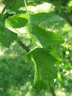 Crataegus pinnatifida Chinese Haw