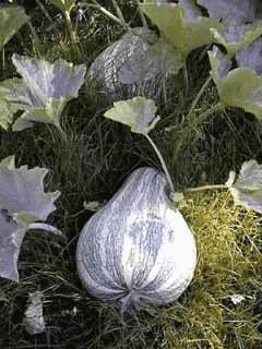 Cucurbita argyrosperma Cushaw Pumpkin Cucurbita argyrosperma Cushaw Pumpkin