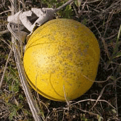 Cucurbita foetidissima Buffalo Gourd, Missouri gourd Cucurbita foetidissima Buffalo Gourd, Missouri gourd