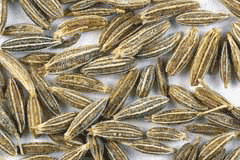 Cuminum cyminum Cumin - Jeera Cuminum cyminum Cumin - Jeera