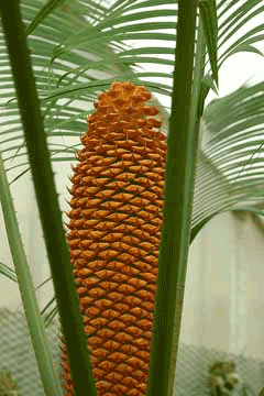 Cycas circinalis Sago Palm, Queen sago, Fern Palm, Queen Sago Palm Cycas circinalis Sago Palm, Queen sago, Fern Palm, Queen Sago Palm