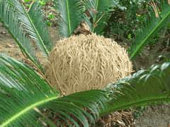 Cycas revoluta Japanese Sago Palm, Sago palm, King Sago Palm Cycas revoluta Japanese Sago Palm, Sago palm, King Sago Palm