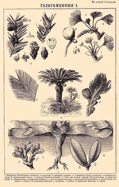 Cycas revoluta Japanese Sago Palm, Sago palm, King Sago Palm Cycas revoluta Japanese Sago Palm, Sago palm, King Sago Palm