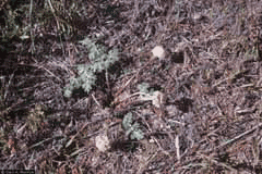 Cymopterus globosus Globe Springparsley Cymopterus globosus Globe Springparsley