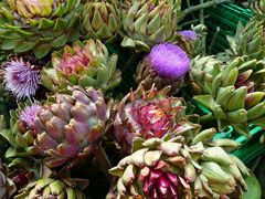 Cynara scolymus Globe Artichoke