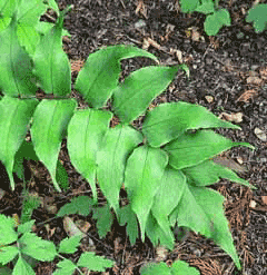 Cyrtomium falcatum Holly Fern, Japanese netvein hollyfern, Japanese Holly Cyrtomium falcatum Holly Fern, Japanese netvein hollyfern, Japanese Holly
