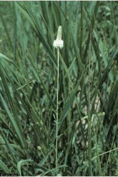 Dalea candida White Prairie Clover Dalea candida White Prairie Clover