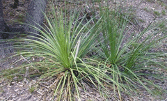 Dasylirion texanum Texas sotol Dasylirion texanum Texas sotol