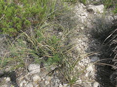 Dasylirion texanum Texas sotol Dasylirion texanum Texas sotol