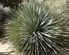 Dasylirion wheeleri Sotol, Common sotol, Bear Grass, Common Sotol, Desert Spoon
