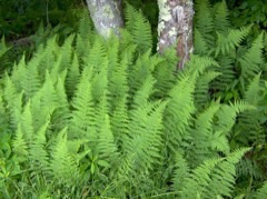 Dennstaedtia punctilobula Hay-scented fern Dennstaedtia punctilobula Hay-scented fern