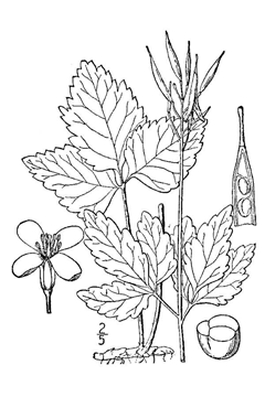 Dentaria diphylla Crinkleroot Dentaria diphylla Crinkleroot