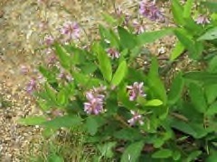 Desmodium canadense Showy tick-trefoil