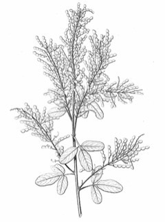 Desmodium cinereum Rensoni. Tickclover