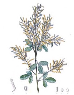 Desmodium cinereum Rensoni. Tickclover