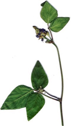 Desmodium intortum Pega-pega. Beggarlice
