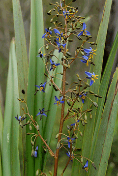 Dianella revoluta Flax Lily Dianella revoluta Flax Lily