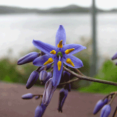 Dianella revoluta Flax Lily Dianella revoluta Flax Lily