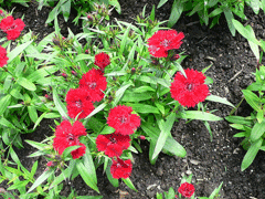 Dianthus chinensis Chinese Pink, Rainbow pink, Annual Pink, China Pink Dianthus chinensis Chinese Pink, Rainbow pink, Annual Pink, China Pink